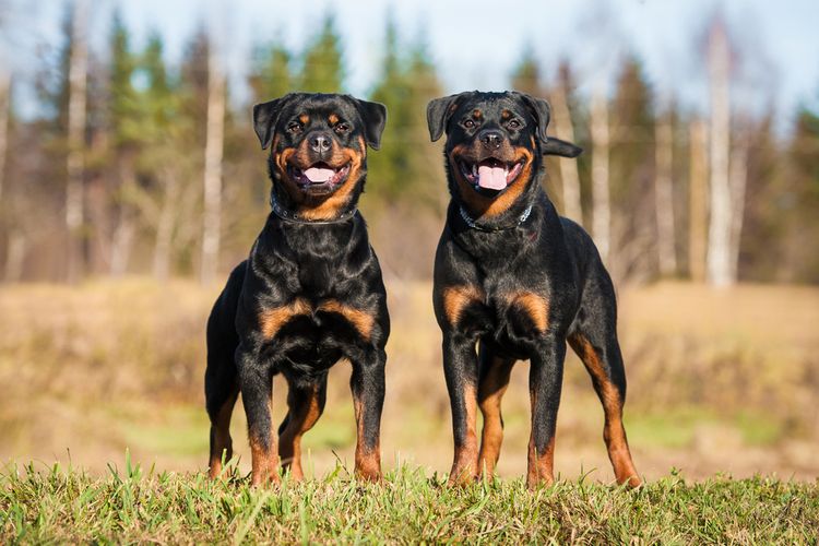 jenis anjing untuk menjaga rumah